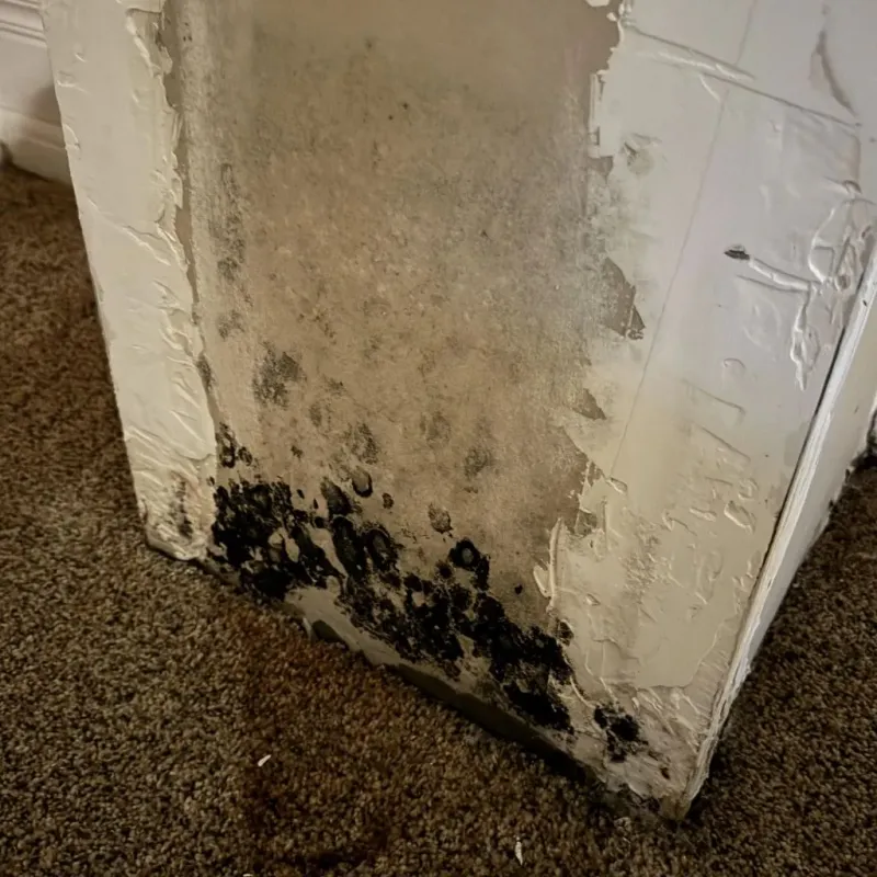 Professional Mold Removal in Rossville, KS